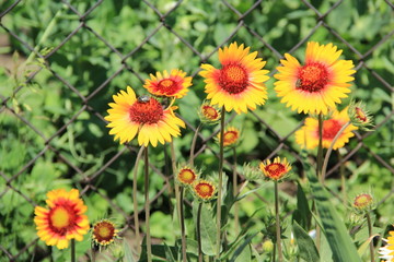 flowers in summer on a background of grass and leaves