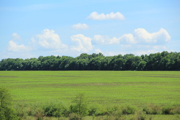 green field planted with corn in the summer