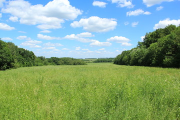 a field overgrown with grass, trees and sky