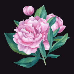 Vector isolated bouquet of  watercolor peonies.