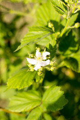 spring sunny day, young berries and flowers blackberry