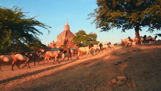 Herders with cows, goats and lamps on dusty road of Bagan site in Myanmar