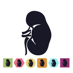 Kidney icon