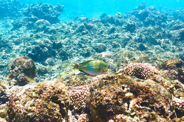 Coral reef and fish