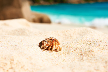 Hermit crab at beach