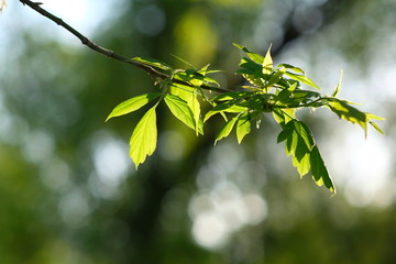 Green leaves background