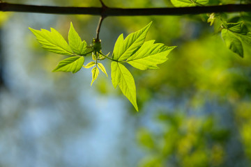 Green leaves background