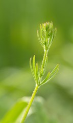 Kletten-Labkraut / Galium Aparine