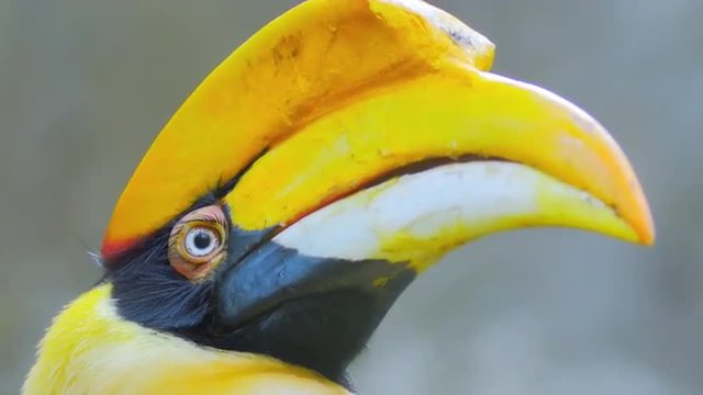 Hornbill bird close up portrait. Exotic animal of tropical rain forest