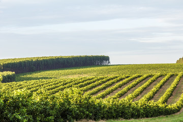 View of orange crop farm, Brazil.