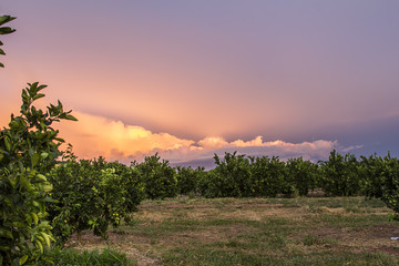 View of orange crop farm, Brazil.