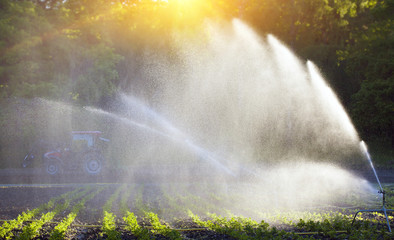 irrigation of vegetables into the sunset