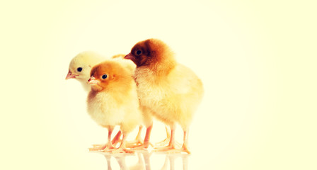 Photo of small cute chickens