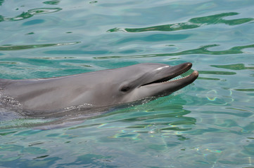 Dolphin smiling
