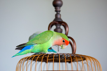 Rosy-faced lovebirds on a wooden Chinese birdcage