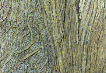 Closeup of Old Tree Bark for Textured Background