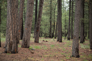 Arizona Desert Landscape