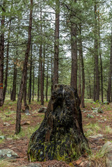 Arizona Desert Landscape