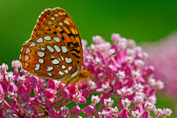 Great Spangled Fritillary Butterfly on pink Milkweed.