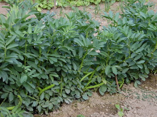 Nantes - Les jardins familiaux