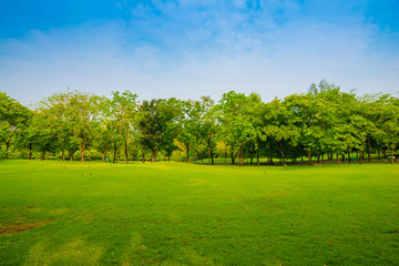 Beautiful green park and meadow
