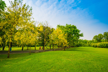 Beautiful green park and meadow