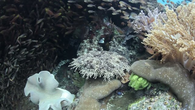 Tasseled Wobbegong on Reef