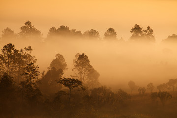 misty morning sunrise in mountain at Thung Salang Luang National