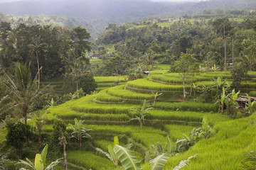 Fototapeta na wymiar Rice terraces in Bali, Indonesia
