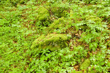 Fototapeta premium stone in the forest mossy