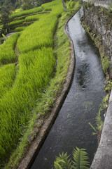 Rice terraces in Bali, Indonesia