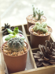 Indoor cactus garden.