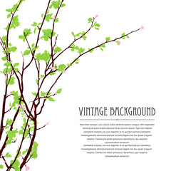 Blossoming tree brunch