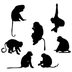 Playful monkey silhouettes © Richard Laschon