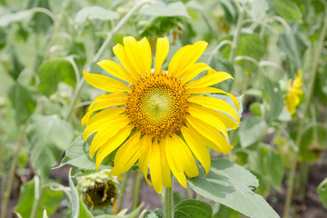 Sunflower in garden