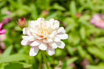 White flower in garden