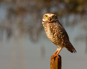 owl observer
