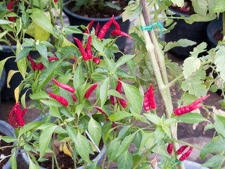 The pepper cultivation