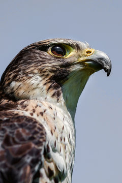 Close up head portrait of a pere saker falcon hybrid against a natural blue sky background in an upright vertical format.
