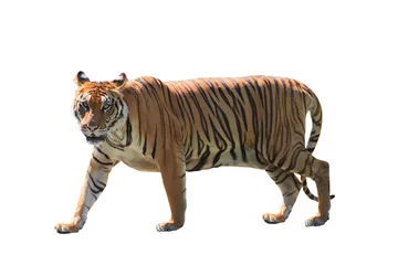 Papier Peint photo Lavable Tigre Close up face de tigre du Bengale isolé sur fond blanc