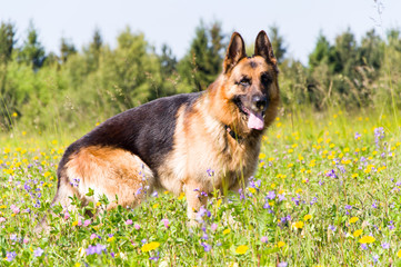 German Shepherd dog 