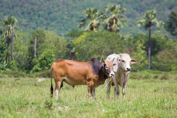 Obraz premium 2 Cows in the field
