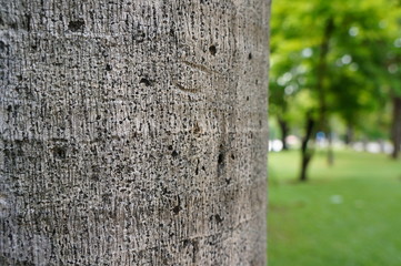 Tree trunk with blurred background