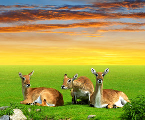 Herd of Red lechwe antelope at sunset