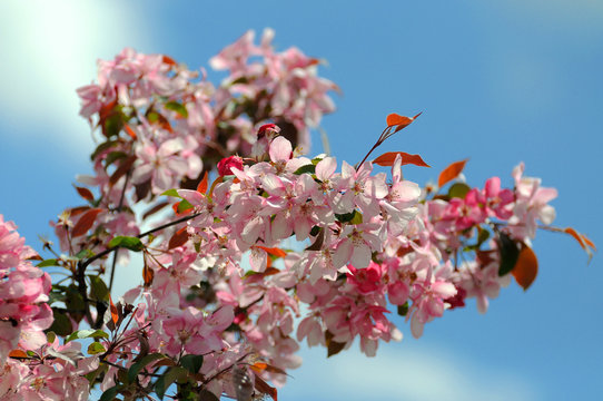 Flowering branch of Sakura. (Spring)