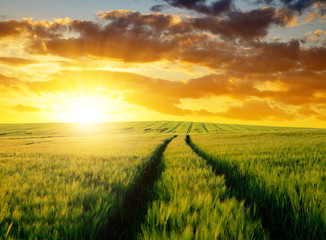 Fototapeta na wymiar Sunset over wheat fields.