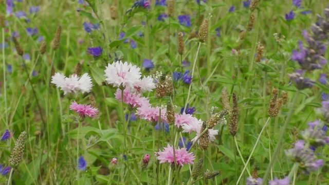 fleurs des champs
