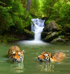 Papier Peint photo autocollant Tigre Tigres de Sibérie dans l& 39 eau