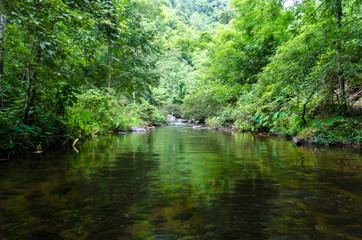Fototapeta na wymiar The Forrest River