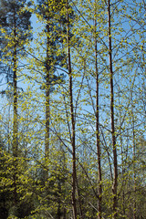 Young birch trees in forest 